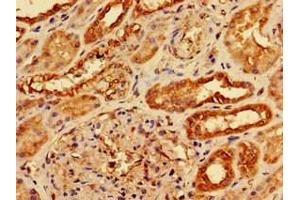 Immunohistochemistry of paraffin-embedded human kidney tissue using ABIN7142027 at dilution of 1:100 (AGPAT3 抗体  (AA 148-304))