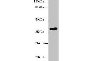 Western blot All lanes: CAB39L antibody at 10 μg/mL + 293T whole cell lysate Secondary Goat polyclonal to rabbit IgG at 1/10000 dilution Predicted band size: 40 kDa Observed band size: 40 kDa (CAB39L 抗体  (AA 1-270))
