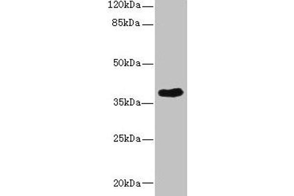 CAB39L 抗体  (AA 1-270)