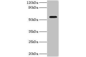 Western blot All lanes: ATP-dependent RNA helicase DDX19A antibody at 2 μg/mL + Mouse gonad tissue Secondary Goat polyclonal to rabbit IgG at 1/10000 dilution Predicted band size: 54, 44 kDa Observed band size: 54 kDa (DDX19A 抗体  (AA 1-478))
