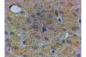 ABIN2564484 staining of paraffin embedded Human Liver. (PEX13 抗体  (C-Term))
