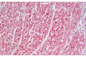 Immunohistochemistry analysis of paraffin-embedded Human Heart using CYCS Polyclonal Antibody. (Cytochrome C 抗体)