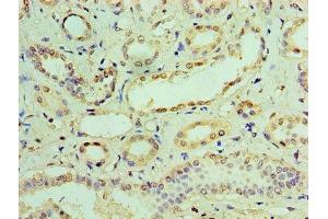 Immunohistochemistry of paraffin-embedded human kidney tissue using ABIN7156671 at dilution of 1:100