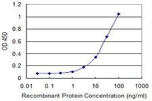 Detection limit for recombinant GST tagged FOXM1 is 0. (FOXM1 抗体  (AA 22-110))