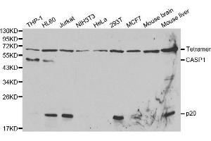 Western blot analysis of extracts of various cell lines, using CASP1 antibody. (Caspase 1 抗体  (AA 1-311))