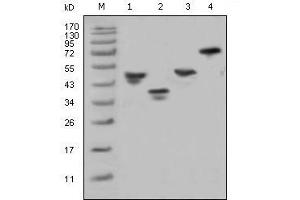 Western blot analysis using GST mouse mAb against various fusion protein with GST tag. (GST 抗体)