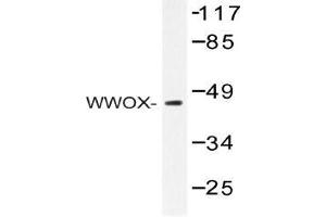 Western blot (WB) analysis of WWOX antibody in extracts from HepG2 cells. (WWOX 抗体)