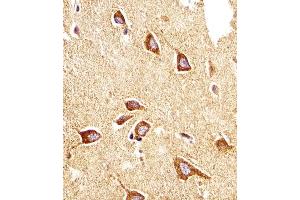 Immunohistochemistry (Paraffin-embedded Sections) (IHC (p)) image for anti-Prostaglandin E Receptor 4 (Subtype EP4) (PTGER4) (AA 242-269) antibody (ABIN1881704)