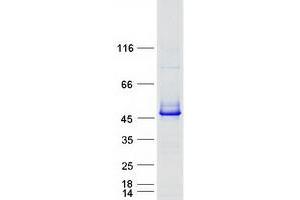 Validation with Western Blot