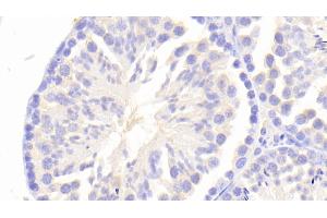 Detection of PK2 in Mouse Testis Tissue using Polyclonal Antibody to Prokineticin 2 (PK2) (PROK2 抗体  (AA 30-118))