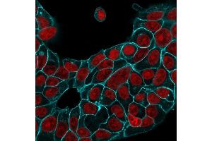 Immunofluorescence (IF) image for anti-Epithelial Cell Adhesion Molecule (EPCAM) antibody (ABIN6939995)