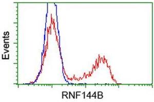 Image no. 1 for anti-Ring Finger Protein 144B (RNF144B) (AA 1-256) antibody (ABIN1490643) (RNF144B 抗体  (AA 1-256))