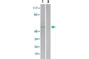 Western blot analysis of Lane 1: Untreated 293 cell lysates, Lane 2: Synthesized peptide treated 293 cell lysates reacted with STK4/STK3 (phospho T183) polyclonal antibody  at 1:500-1:3000 dilution. (STK4 抗体  (pThr183))