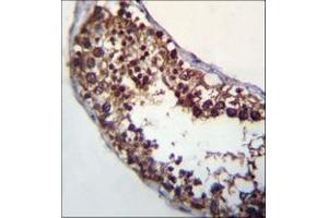Immunohistochemistry analysis in formalin fixed and paraffin embedded human testis tissue reacted with POMT1 Antibody (C-term) followed which was peroxidase conjugated to the secondary antibody and followed by DAB staining. (POMT1 抗体  (C-Term))