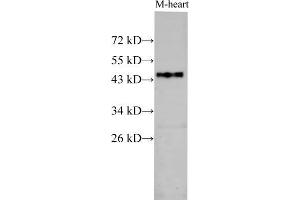Western Blot analysis of Mouse heart using BSG Polyclonal Antibody at dilution of 1:1000 (CD147 抗体)