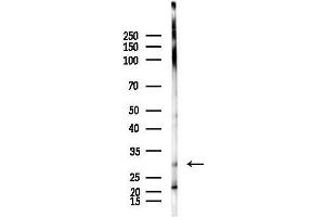 Western blot analysis of lysates from Raji cells(heat-shock,45 min treatment), using COX11 Antibody at 1/1000 dilution.