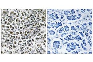 Immunohistochemistry analysis of paraffin-embedded human pancreas tissue using NDUFA3 antibody.