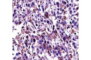 Immunohistochemistry (IHC) image for anti-POU domain, class 2, transcription factor 2 (POU2F2) (AA 10-39) antibody (ABIN3028894)