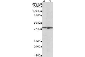 ABIN1590077 (1µg/ml) staining of Human Frontal Cortex (A) and Amygdala (B) lysates (35µg protein in RIPA buffer). (S1PR5 抗体  (Internal Region))