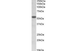 ABIN768569 (1µg/ml) staining of KELLY lysate (35µg protein in RIPA buffer). (CHRNA5 抗体  (Internal Region))