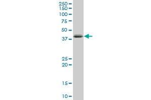 Western Blotting (WB) image for anti-Complement C1q Tumor Necrosis Factor-Related Protein 6 (C1QTNF6) (AA 32-278) antibody (ABIN530303)