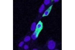 CLIC4 polyclonal antibody  (5 ug/mL) staining of min6 cells transiently expressing mouse clic4.