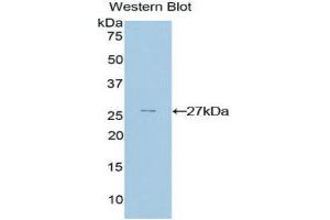 Western Blotting (WB) image for anti-GATA Binding Protein 4 (GATA4) (AA 228-440) antibody (ABIN3208751) (GATA4 抗体  (AA 228-440))