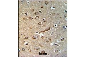 GP Antibody (Center) (ABIN653744 and ABIN2843046) IHC analysis in formalin fixed and paraffin embedded brain tissue followed by peroxidase conjugation of the secondary antibody and DAB staining. (GPR180 抗体  (AA 119-147))