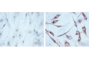 Immunocytochemistry/Immunofluorescence analysis using Mouse Anti-Hsp60 Monoclonal Antibody, Clone LK1, (ABIN361784 and ABIN361785). (HSPD1 抗体)
