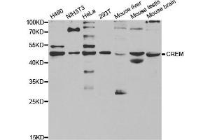 Western Blotting (WB) image for anti-CAMP Responsive Element Modulator (CREM) antibody (ABIN1876825) (CREM 抗体)