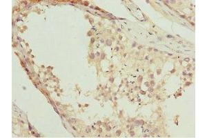Immunohistochemistry of paraffin-embedded human testis tissue using ABIN7161905 at dilution of 1:100 (NR2E1 抗体  (AA 106-385))