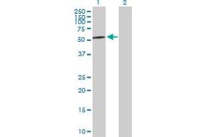 Western Blot analysis of AMY2A expression in transfected 293T cell line by AMY2A MaxPab polyclonal antibody. (AMY2A 抗体  (AA 1-511))