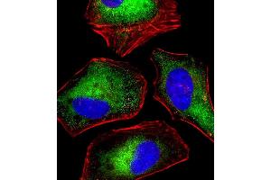 Immunofluorescent analysis of 4% paraformaldehyde-fixed, 0. (Density Regulated Protein 抗体)