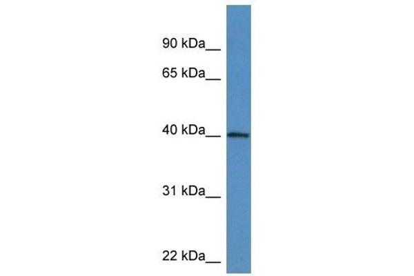 ATAD1 抗体  (C-Term)