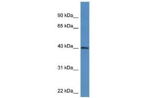 Western Blot showing ATAD1 antibody used at a concentration of 1-2 ug/ml to detect its target protein. (ATAD1 抗体  (C-Term))