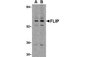 Western blot analysis of FLIP in K562 cell lysate with AP30341PU-N FLIP antibody at (A) 1 and (B) 2 μg/ml. (FLIP 抗体  (N-Term))