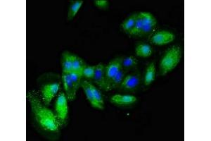 Immunofluorescent analysis of HepG2 cells using ABIN7147124 at dilution of 1:100 and Alexa Fluor 488-congugated AffiniPure Goat Anti-Rabbit IgG(H+L) (CD166 抗体  (AA 28-516))