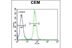 Flow cytometric analysis of CEM cells (right histogram) compared to a negative control cell (left histogram). (ARL5B 抗体  (C-Term))