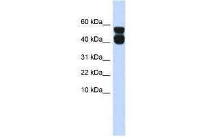 WB Suggested Anti-P2RX4 Antibody Titration:  0. (P2RX4 抗体  (N-Term))
