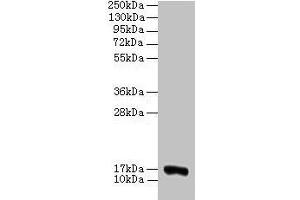 Western blot All lanes: COX5A antibody at 2 μg/mL + 293T whole cell lysate Secondary Goat polyclonal to rabbit IgG at 1/15000 dilution Predicted band size: 17 kDa Observed band size: 17 kDa (COX5A 抗体  (AA 42-150))