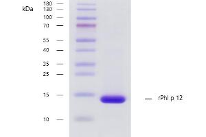Recombinant allergen rPhl p 12 purity verification. (PFN1 蛋白)