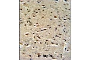 CTNA1 Antibody (N-term) (ABIN390505 and ABIN2840861) IHC analysis in formalin fixed and paraffin embedded mouse brain tissue followed by peroxidase conjugation of the secondary antibody and DAB staining. (CTNNA1 抗体  (N-Term))