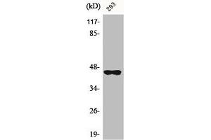 Western Blot analysis of A549 cells using BMP-8B Polyclonal Antibody (BMP8B 抗体  (Internal Region))