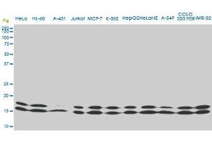 Western Blotting (WB) image for anti-Non-Metastatic Cells 1, Protein (NM23A) Expressed in (NME1) (AA 43-152) antibody (ABIN562004)