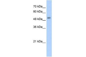 WB Suggested Anti-ALAS2 Antibody Titration:  5. (ALAS2 抗体  (N-Term))