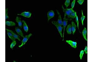 Immunofluorescent analysis of Hela cells using ABIN7153235 at dilution of 1:100 and Alexa Fluor 488-congugated AffiniPure Goat Anti-Rabbit IgG(H+L) (FAH 抗体  (AA 2-250))