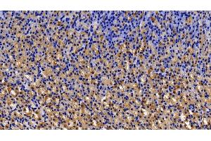 Detection of MMP7 in Rat Stomach Tissue using Polyclonal Antibody to Matrix Metalloproteinase 7 (MMP7) (MMP7 抗体  (AA 1-267))