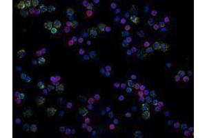 Immunofluorescence (IF) image for anti-CD19 Molecule (CD19) antibody (Alexa Fluor 488) (ABIN2657346) (CD19 抗体  (Alexa Fluor 488))