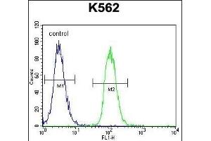 MITF Antibody (N-term) (ABIN655506 and ABIN2845022) flow cytometric analysis of K562 cells (right histogram) compared to a negative control cell (left histogram). (MITF 抗体  (N-Term))