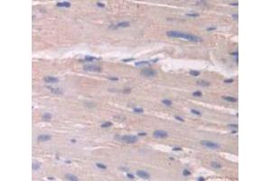 IHC-P analysis of Mouse Tissue, with DAB staining. (Annexin IV 抗体  (AA 151-313))